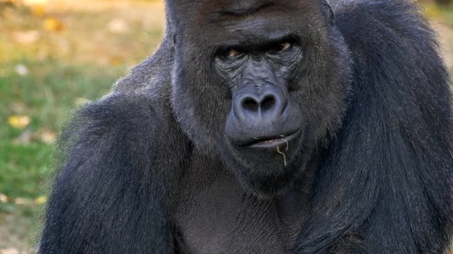 Western lowland gorilla silverback eating
