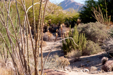 hiking in the sonora desert