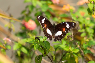 beautiful butterfly perch on the flower to suck honey in the garden