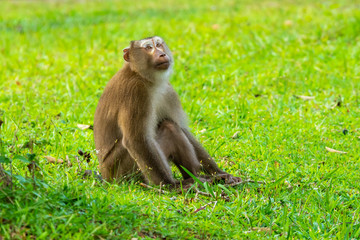 Wild brown monkey sitting on meadow