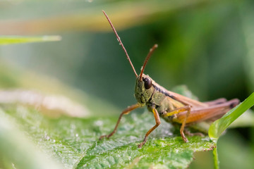 Insectes du Marais de Montfort - Is&egrave;re.