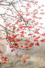 Red ripe viburnum berries on the bunch in the garden. Selective focus. Shallow depth of field.