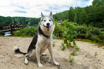 Alaskan husky dog is enjoying the warmth of a summer day on the beach while looking straight at the camera - With a dock and a lake in the background. Picture taken in Quebec, Canada.