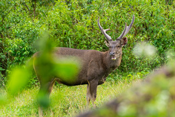 Wild brown deer walking on meadow in KHao Yai National Public Park in Thailand