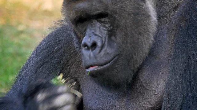 Western lowland gorilla silverback eating