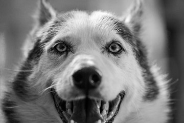 Alaskan Husky dog is looking straight at the camera while smiling so bad - Close-up picture taken on a warm summer day