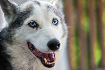 Fototapeta premium Alaskan Husky dog is looking straight at the camera with curiosity - Close-up picture taken on a warm summer day