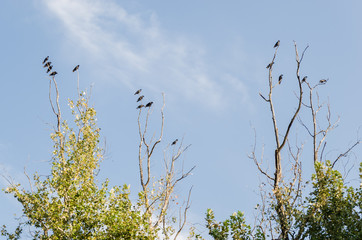 Group of many black crows standing on the dry branches of a large tree, with the background of a beautiful cloudy blue sky