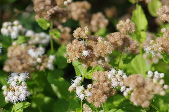「ユーパトリウム」の写真素材 40件の無料イラスト画像 Adobe Stock