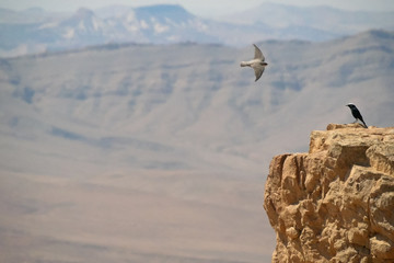 Fototapeta premium Birds in the desert. Israel