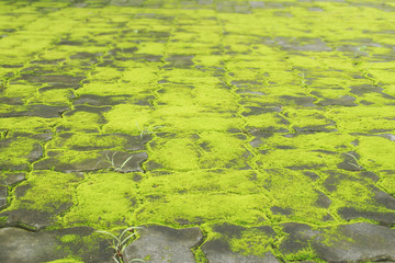 Perspective View of Cement Blocks Floor Covered with Moss as Bacckground