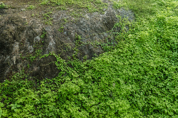 large rock with dirt and dirt surrounded by green leaves, pattern of green leaves, earth texture and dust.
