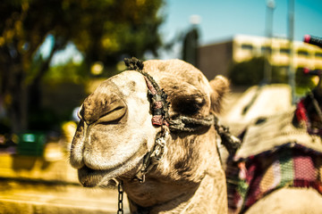 Camel