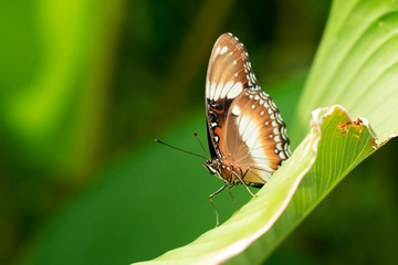  beautiful butterfly perch on the green leaf in the garden