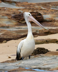 Pelican on rocks side view
