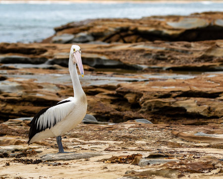 Pelican on the roack turned to camera