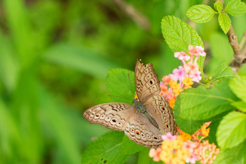 beautiful butterfly perch on the flower to suck honey in the garden
