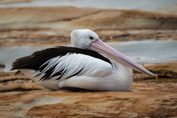 Pelican sitting huddled on rocks