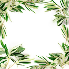 An overhead photo of a frame of olive tree branches with copy space, shot from the top on a white background with a place for text