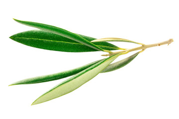 A photo of a vibrant green olive tree branch, isolated on a white background with a clipping path