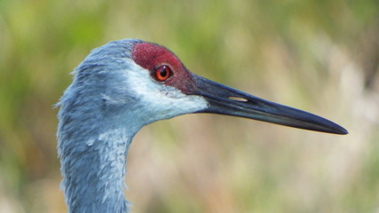 Florida Sandhill Crane 5