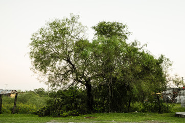 Obraz premium Tree surrounded by green leaves, background with small trees with green leaves