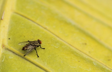 flies on the leaves