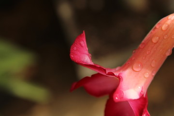 Red Flowers & drop water