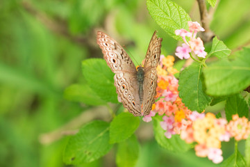 beautiful butterfly perch on the flower to suck honey in the garden
