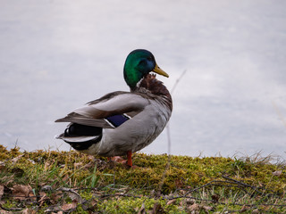 Stockente Erpel