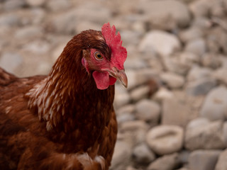 Gesundes Huhn aus ökologischer Haltung