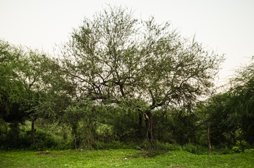 Fototapeta premium Tree surrounded by green leaves, background with small trees with green leaves