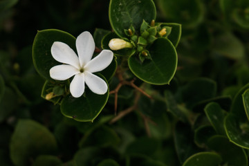 one white flower with green leaves contrast background.