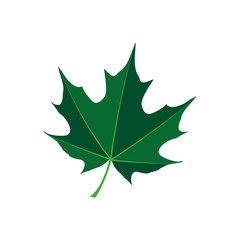 maple leaf logo icon design template vector