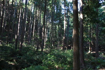 竹谷山渓谷木漏れ日