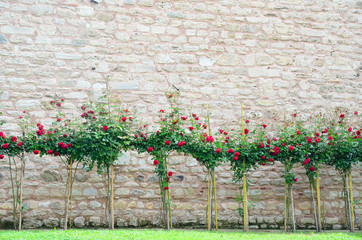 trees with flowers near old stone wall