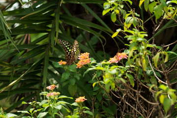 beautiful butterfly perch on the flower to suck honey in the garden