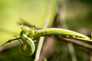 closeup, couple of caterpillar on the green bamboo branch