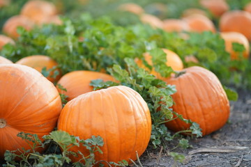 pumkin patch