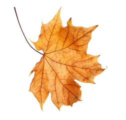 Naklejka na ściany i meble Beautiful autumn leaf on white background. Fall foliage