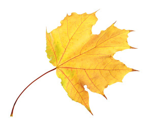 Beautiful autumn leaf on white background. Fall foliage