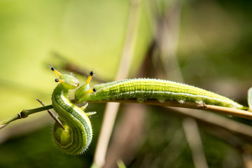 closeup, couple of caterpillar on the green bamboo branch