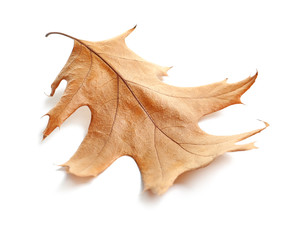Fototapeta premium Beautiful autumn leaf on white background. Fall foliage
