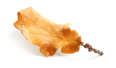 Naklejka premium Beautiful autumn leaf on white background. Fall foliage