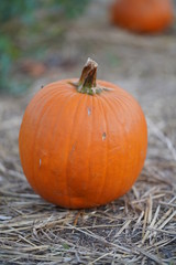 Pumpkin