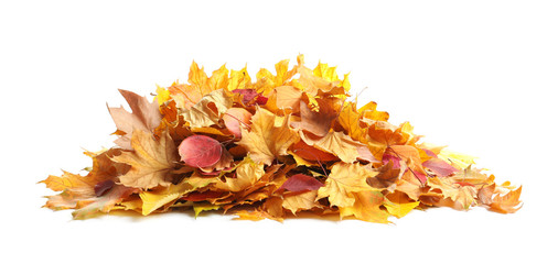 Heap of autumn leaves on white background