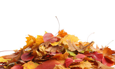Heap of autumn leaves on white background