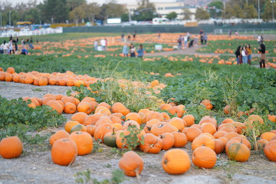 pumkin patch
