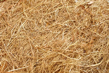 Foto op Plexiglas Dry yellow straw grass background texture © Suthep