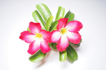Azalea flowers From the adenium. Is on a white background.